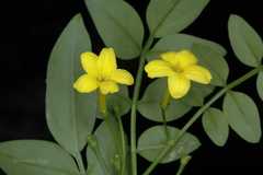 Jasminum officinale